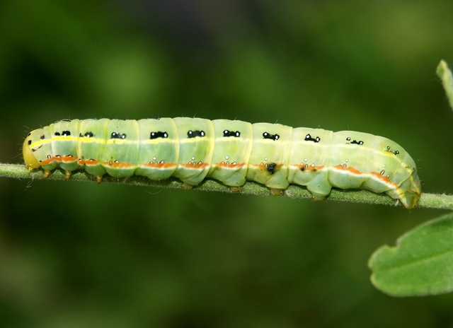 Xylena exsoleta - Copyright Hugues Mouret